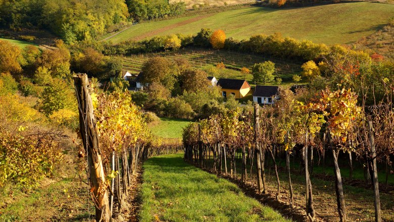 Weinberge im Herbst mit buntem Laub und kleinen H&auml;usern im Hintergrund.