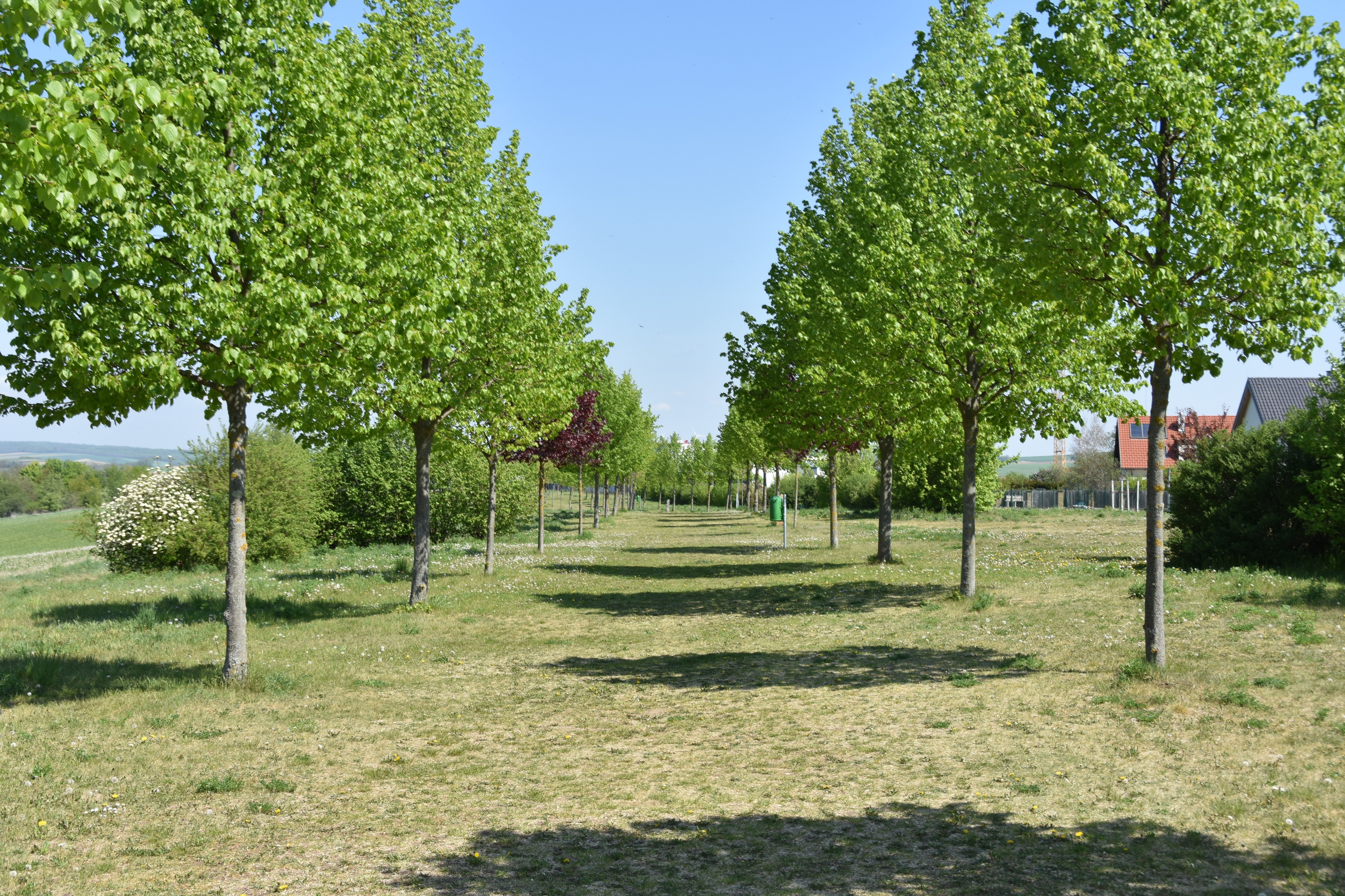 Eine von Bäumen gesäumte Allee mit grünem Gras und blauem Himmel.