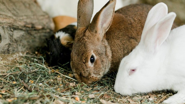 Urlaub am Zwergerlhof, &copy; schwarz-koenig.at