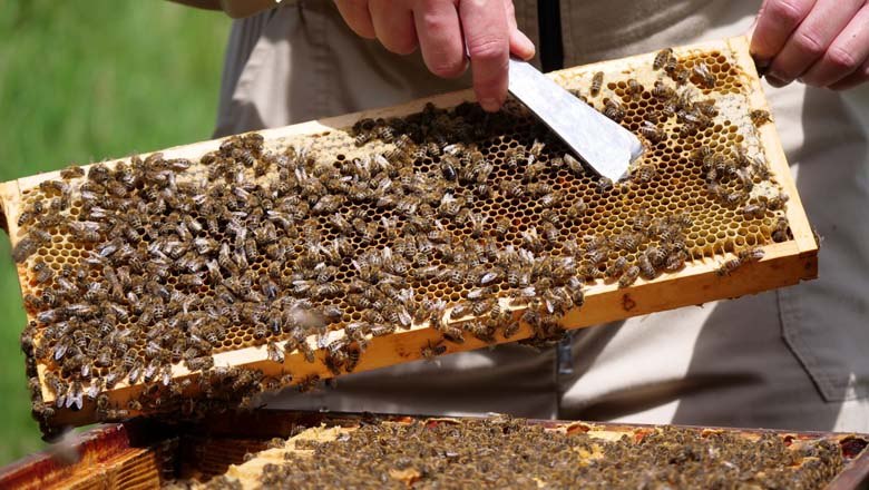 Bienen, &copy; Familie Waismayer