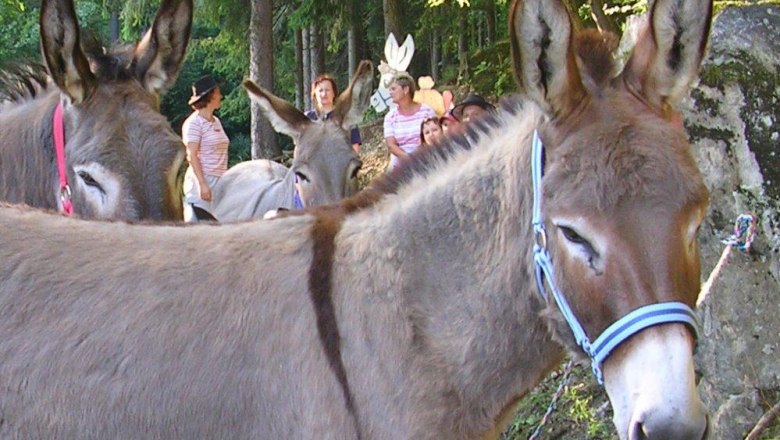 Esel mit bunten Halftern im Wald, Menschen im Hintergrund.