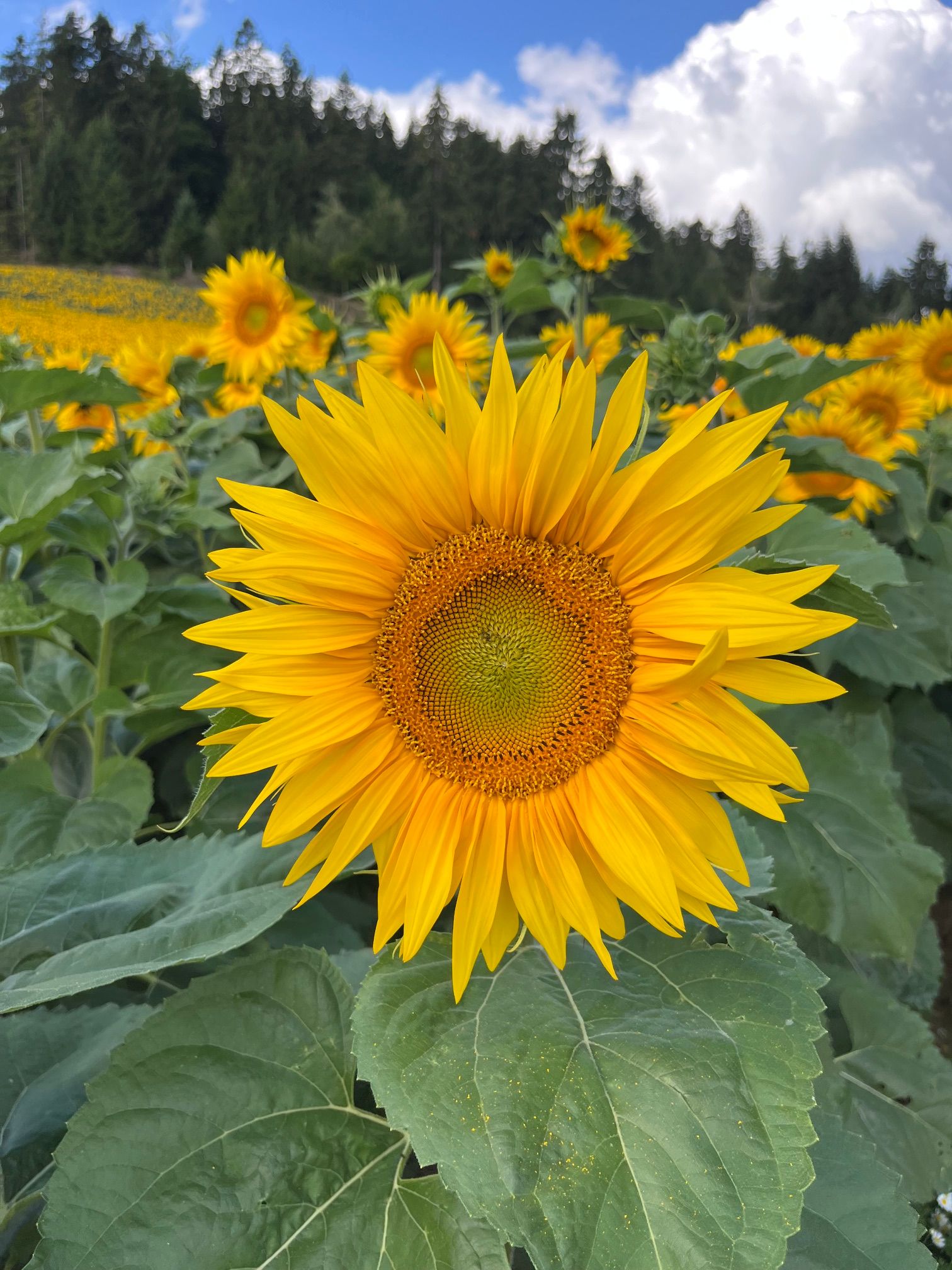 sonnblumen