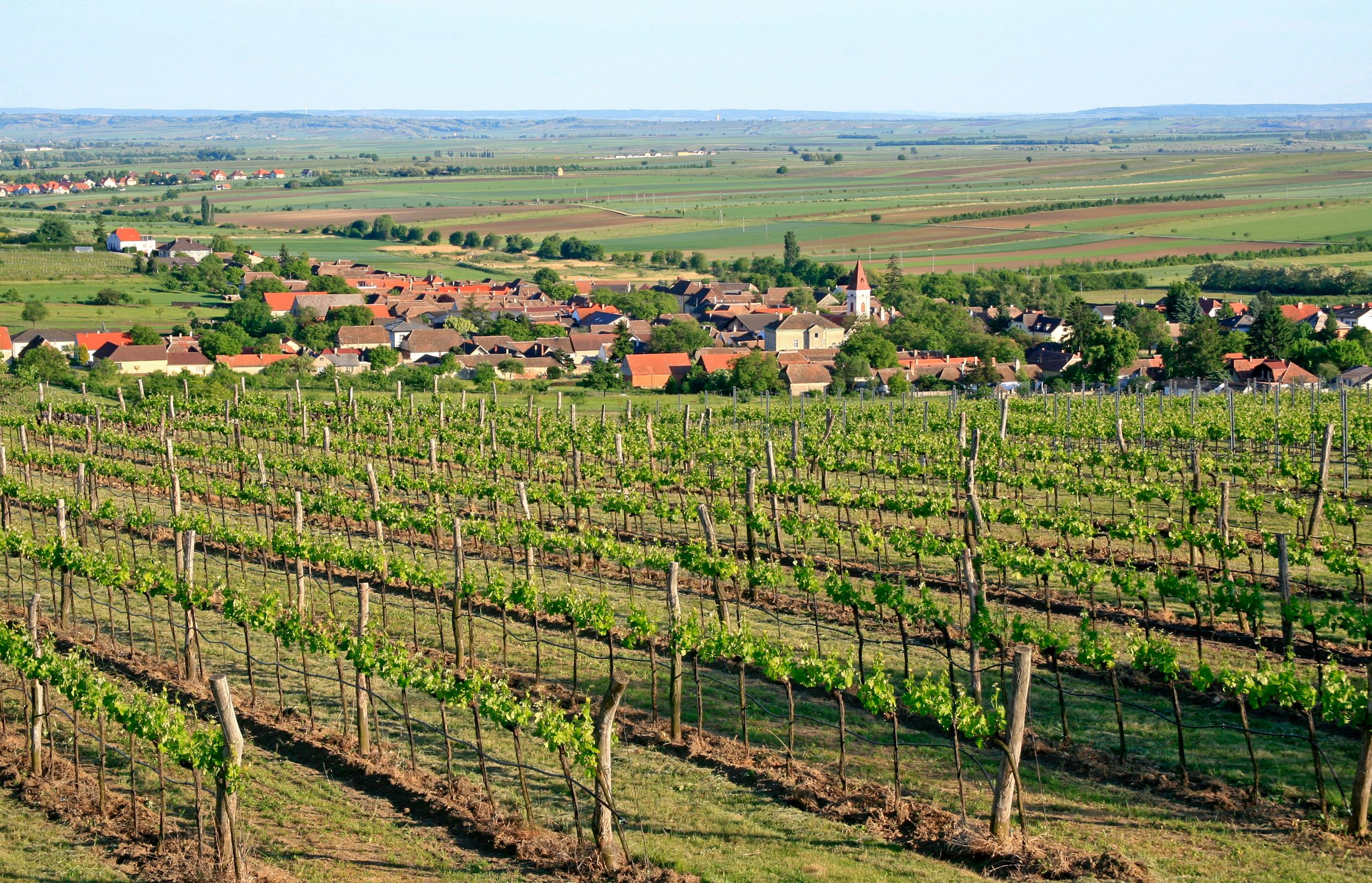 Weinberge mit Dorf im Hintergrund und weitem Blick über die Landschaft.