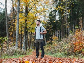 In der goldenen Herbstlandschaft des s&uuml;dlichen Waldviertels wandert ein Abenteurer durch ein Meer aus bunten Bl&auml;ttern. Die frische Luft und die sanften Sonnenstrahlen schaffen eine einladende Atmosph&auml;re, die zum Verweilen einl&auml;dt. Umgeben von majest&auml;tischen B&auml;umen und der ruhigen Natur wird jeder Schritt zu einem unvergesslichen Erlebnis.