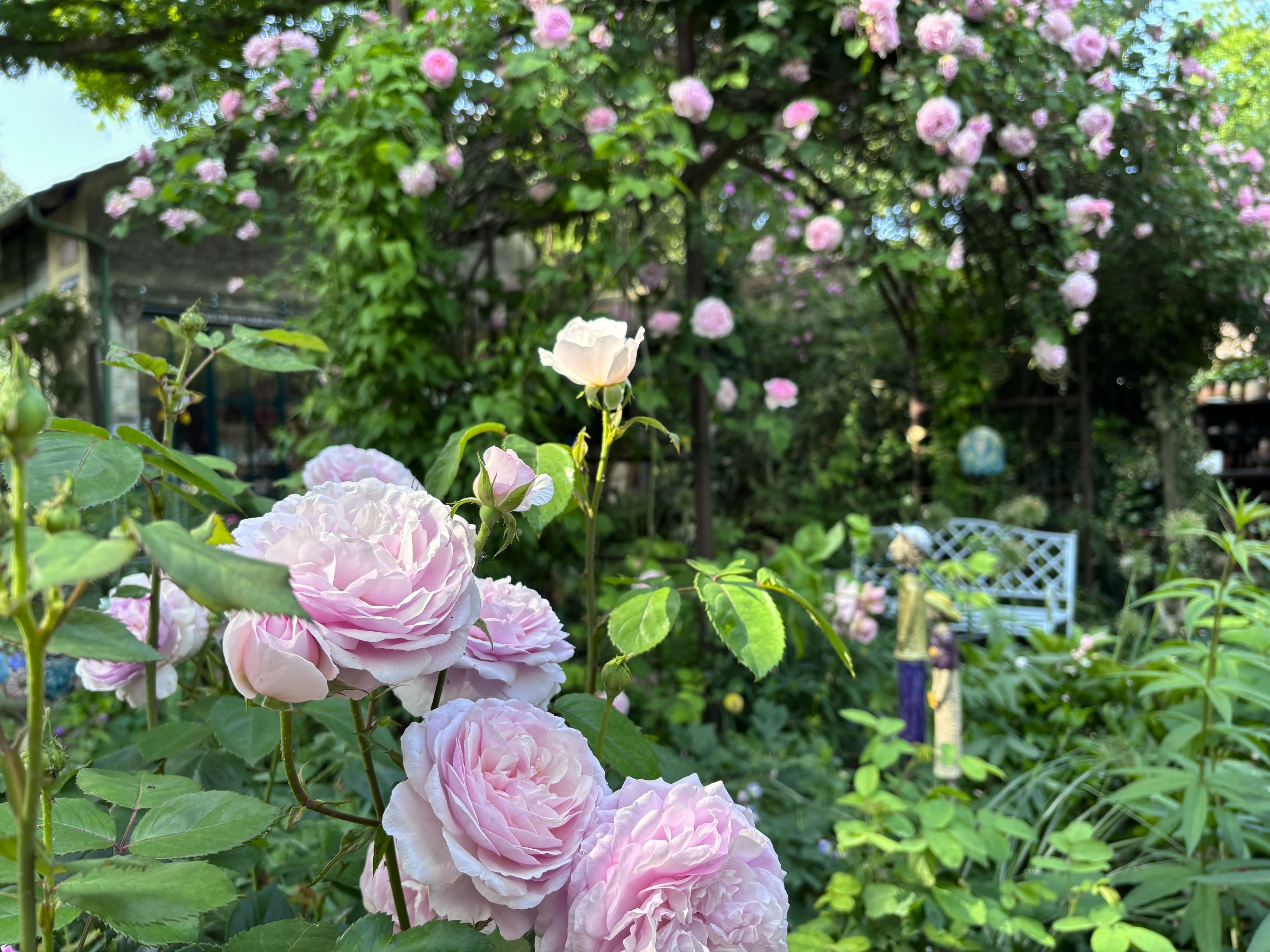 Ein blühender Cottage-Garten mit rosa Rosen und einer weißen Gartenbank im Hintergrund.