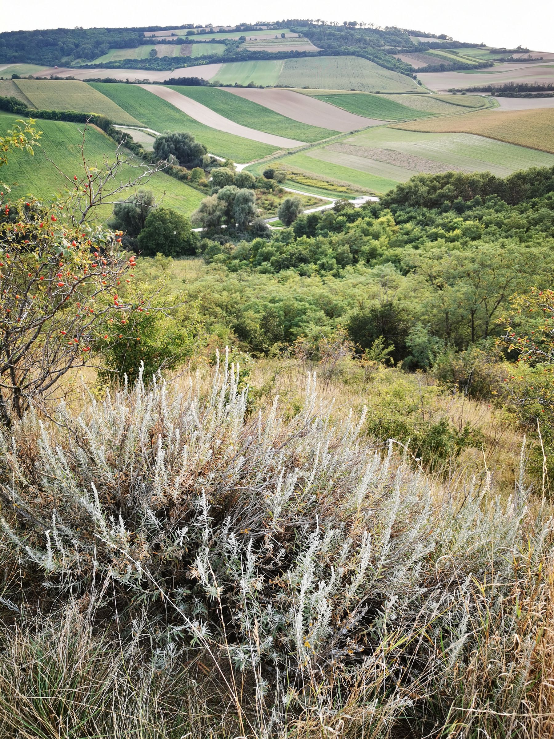 Landschaft mit Hügeln, Feldern und Sträuchern im Vordergrund.