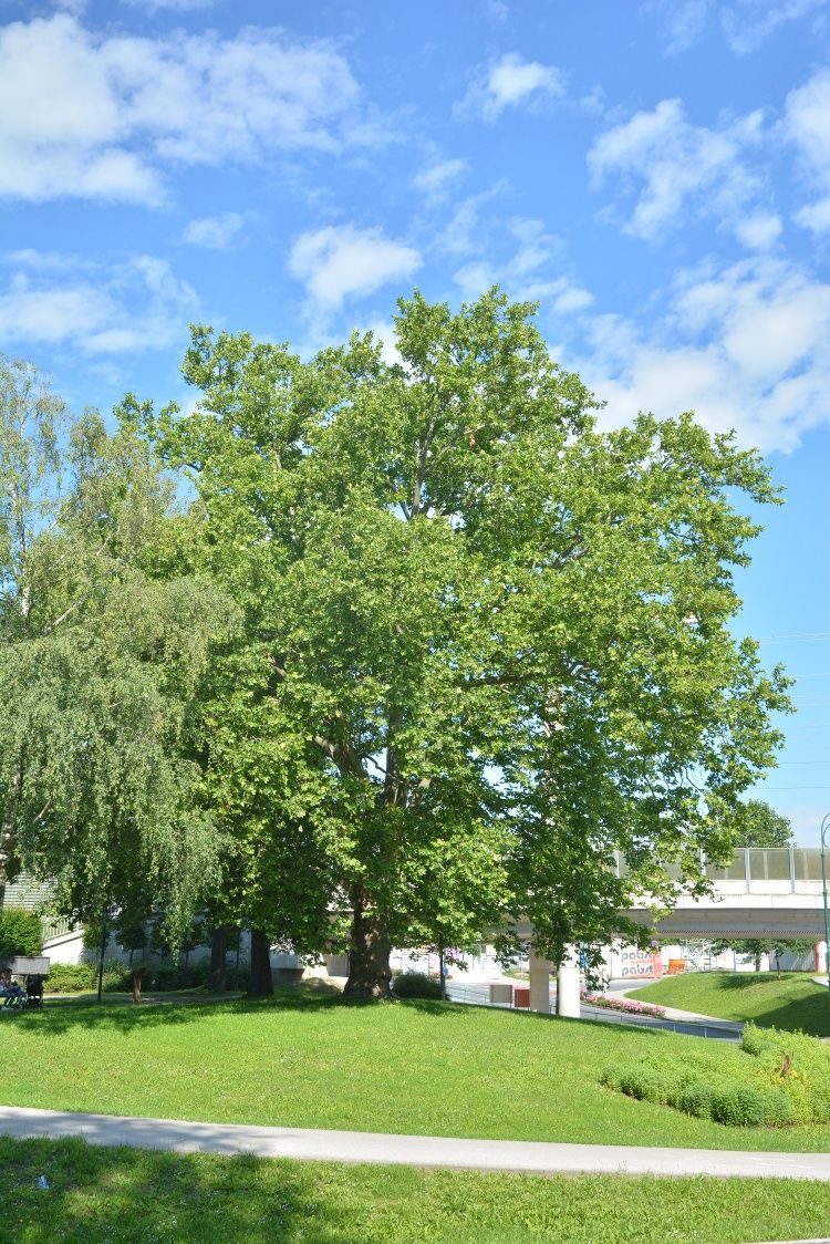 Großer Baum mit grünen Blättern in einem Park unter blauem Himmel.