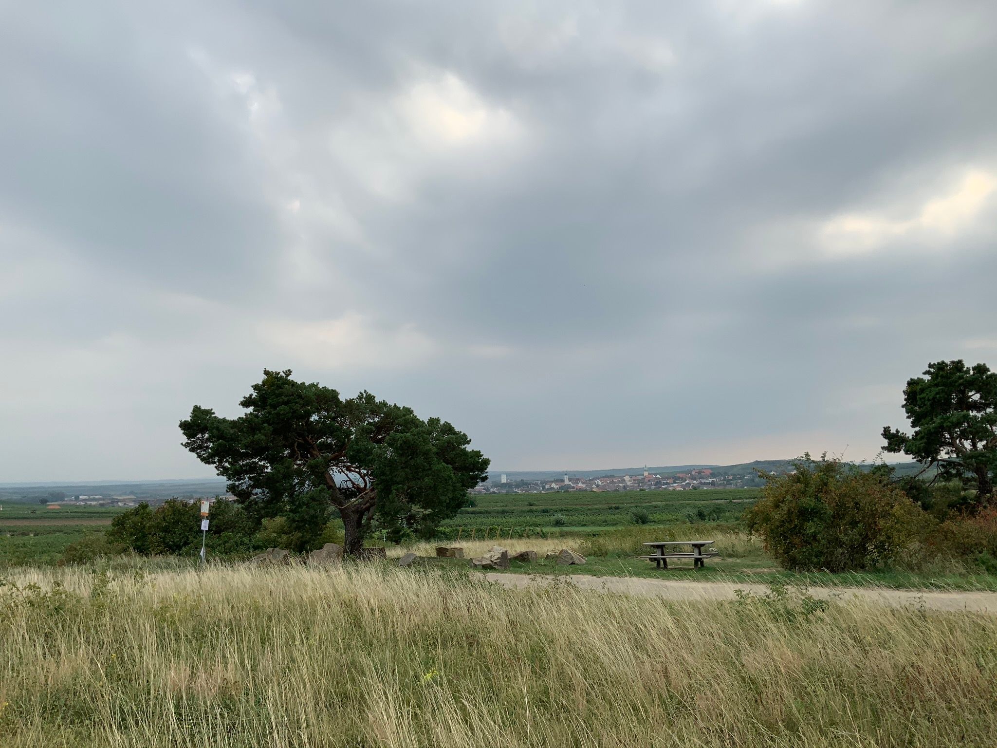 Landschaft mit Baum, Wiese und Picknicktisch unter bewölktem Himmel.