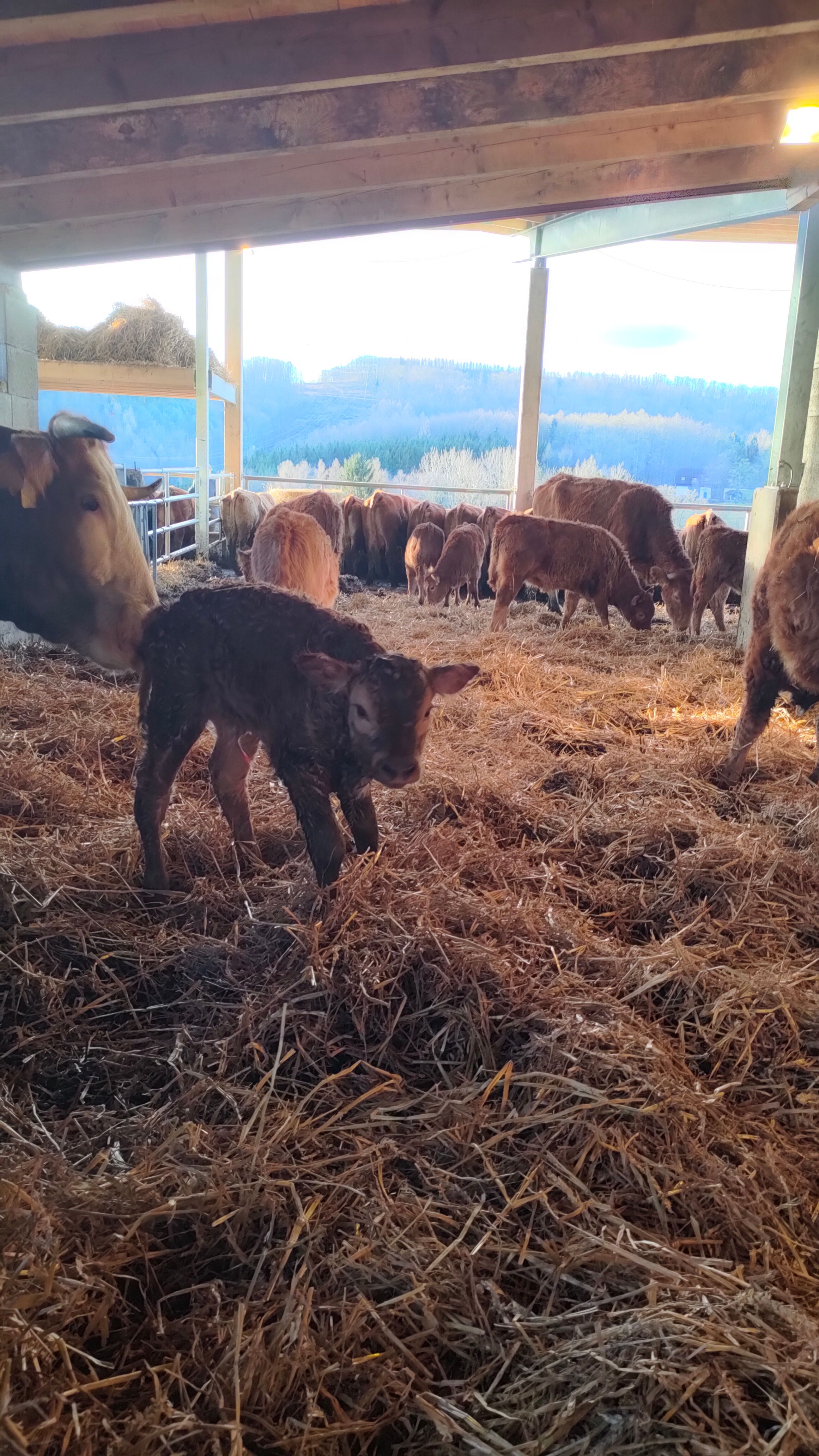 Ein neugeborenes Kalb steht im Stroh eines offenen Stalls, umgeben von anderen Kühen und Kälbern, mit einer malerischen Landschaft im Hintergrund.