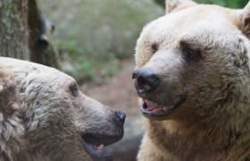 Jerry und Vinzenz sind echt b&auml;rige Spielgef&auml;hrten, &copy; VIER PFOTEN