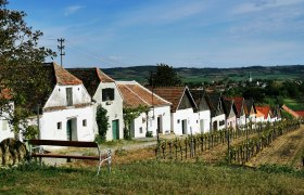 Reihe von Weinkellern in Haugsdorf mit Weinreben im Vordergrund und Dorf im Hintergrund.