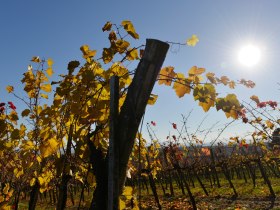 Weinreben im Herbst, &copy; Donau Nieder&ouml;sterreich - Kamptal-Wagram-Tullner Donauraum