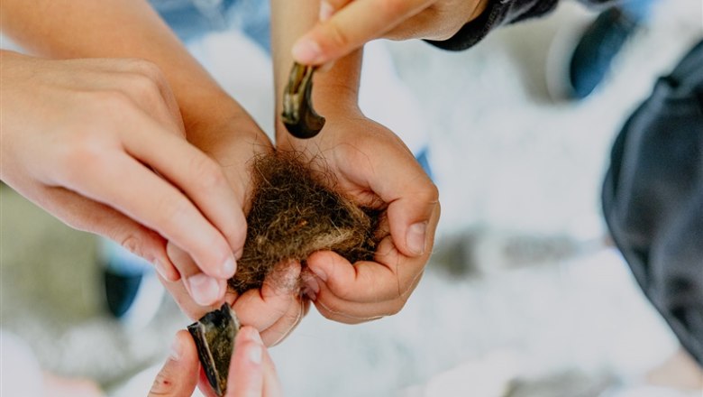 Hände halten Bärenfell und Krallen.