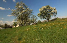 Baumblüte in Weitgraben, © OEAV Ortsgruppe Blindenmarkt