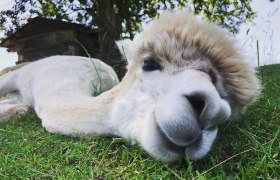 Dirndltal Alpaka, &copy; Marion Lorenz