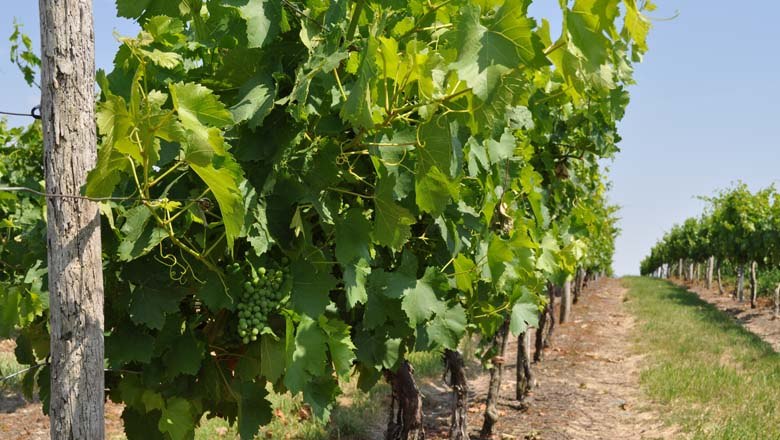 Weing&auml;rten rund um Spannberg, &copy; Gemeinde Spannberg