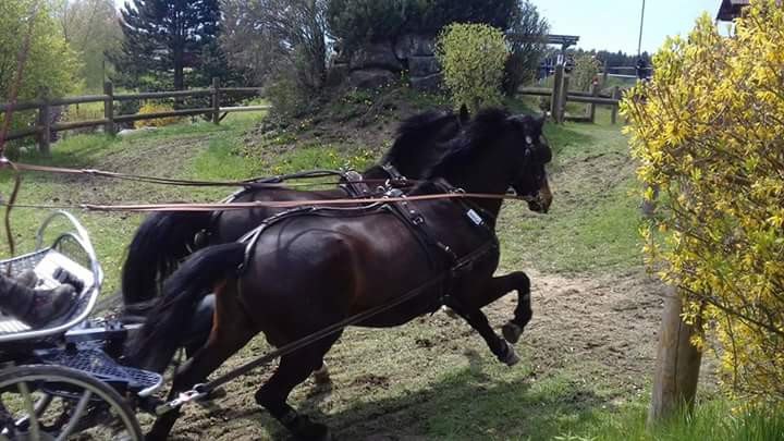 Fahr- und Reitverein Karlstetten, &copy; Gerty Schabas