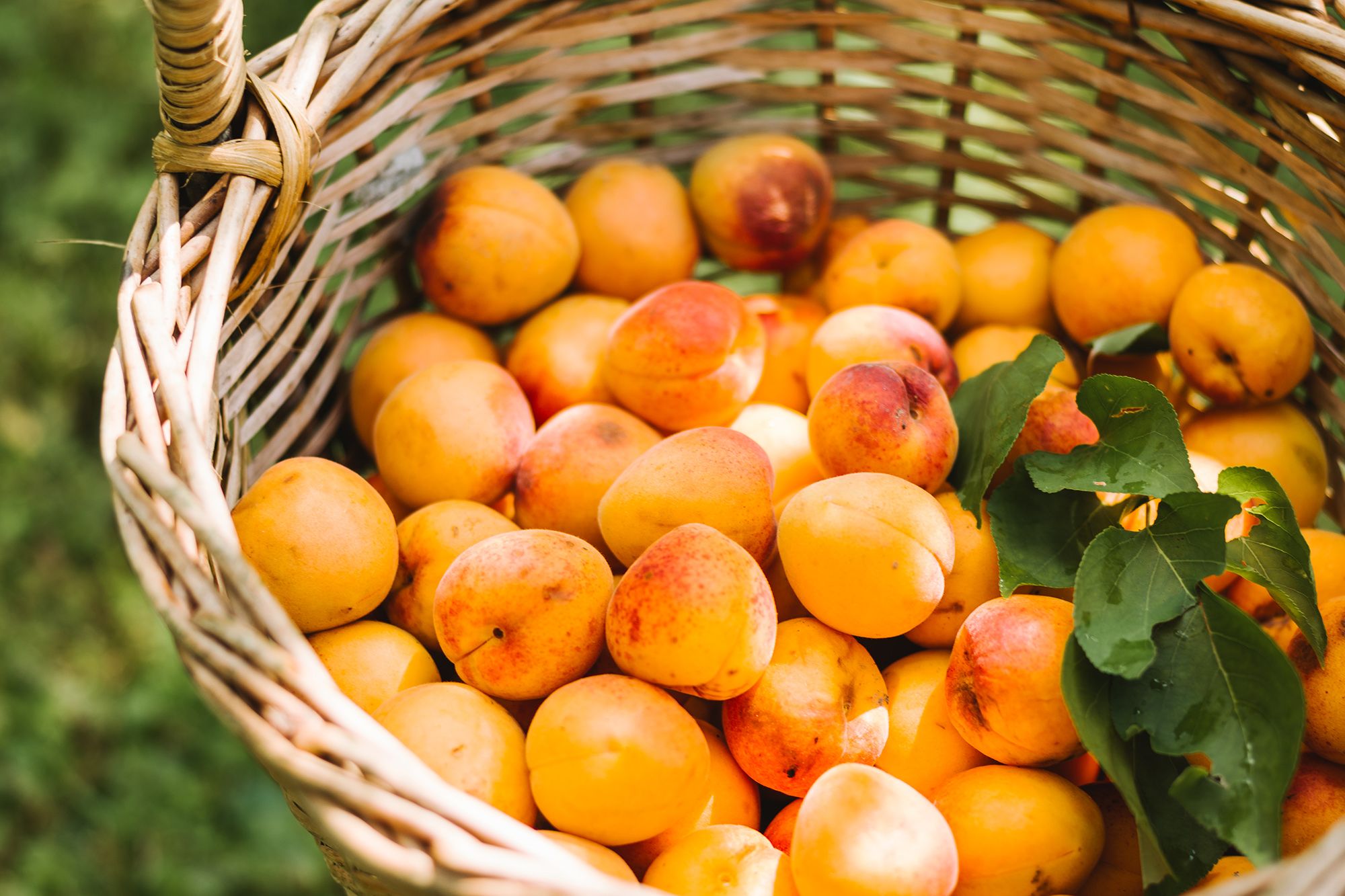 Fruchtige Marillen aus Lillis Marillengarten