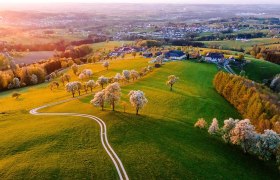 Birnbaumbl&uuml;te von oben, &copy; Sabine Wieser