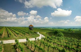 Wanderweg zwischen den Weing&auml;rten, im Hintergrund die Aussichtswarte