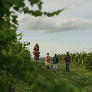 Den Wein auf der Spur, © Niederösterreich Werbung/ Julius Hirtzberger
