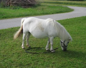 Hier grast das Pony Lillifee!, &copy; Erlebnishof Familie Seidl