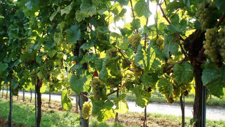 Weingarten, &copy; Weingut Siedler Alex