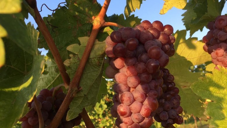 Unsere Trauben, &copy; Hannes Hofer