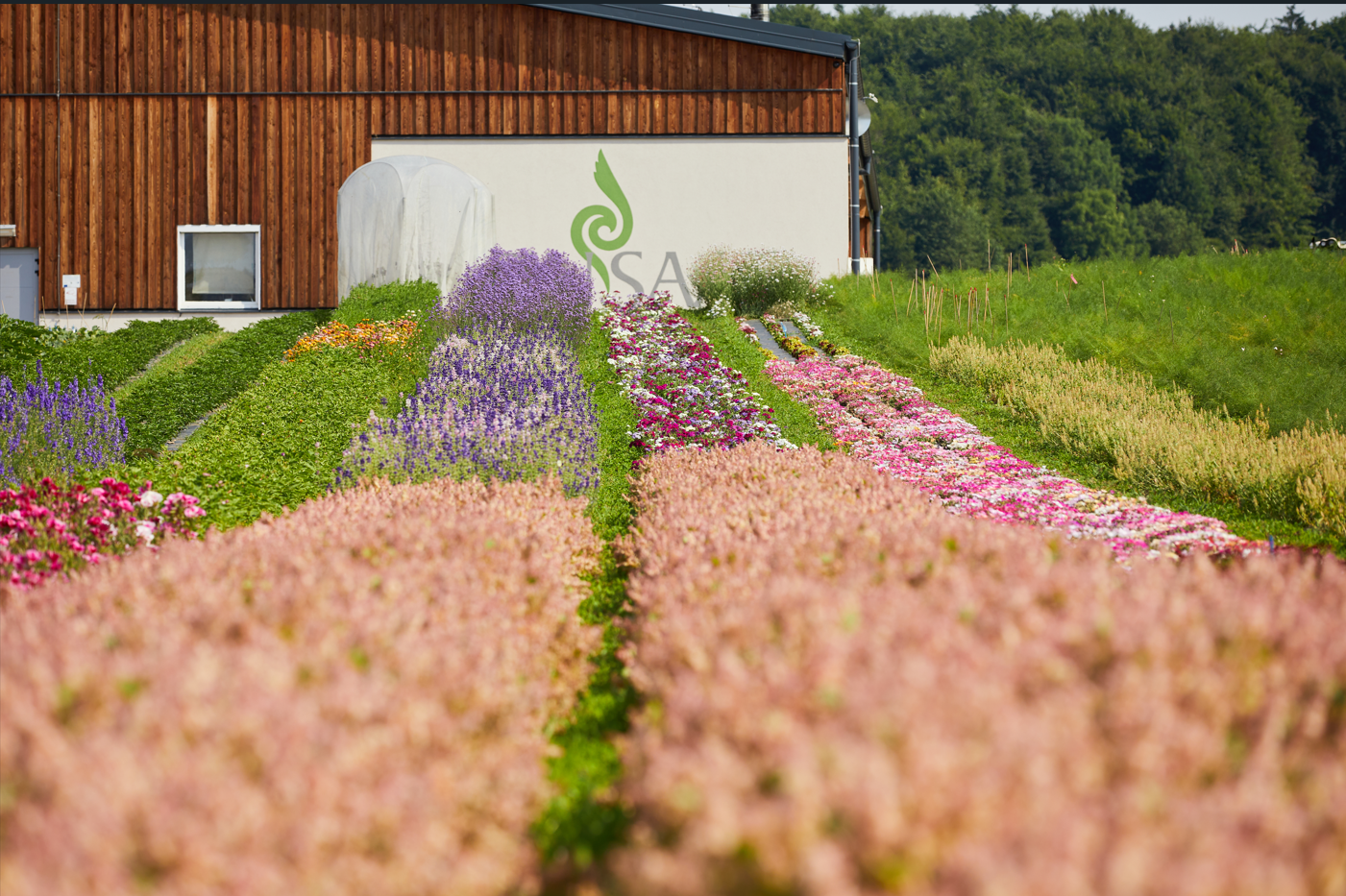 ReinSaat Sommerblumen