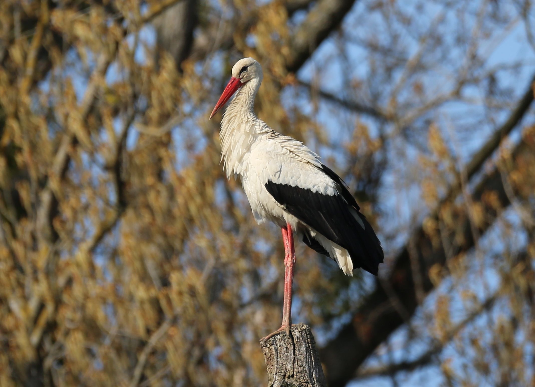Ein Storch steht auf einem Baumstumpf vor einem unscharfen Hintergrund mit Ästen.