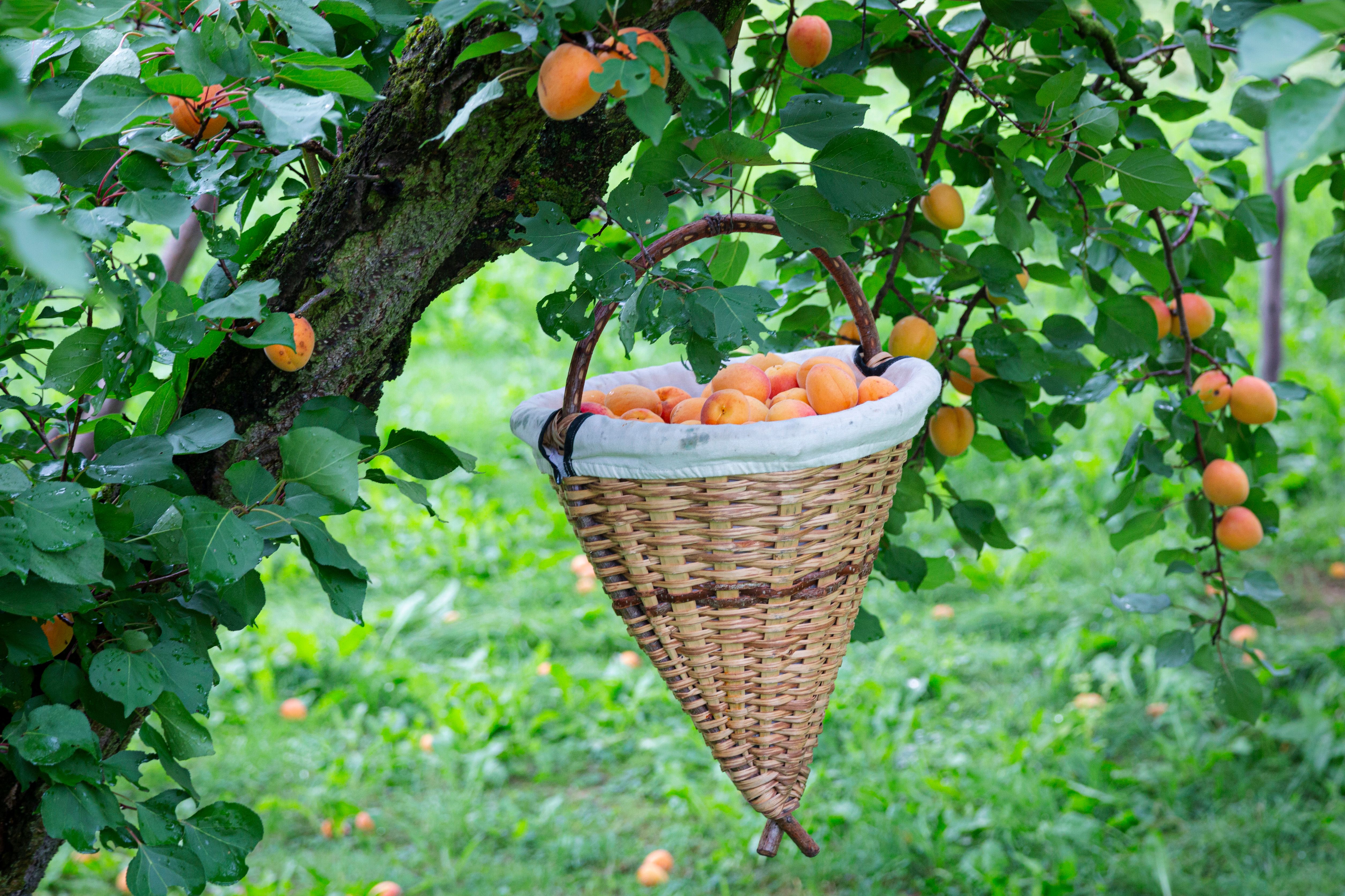 Marillenernte in der Wachau