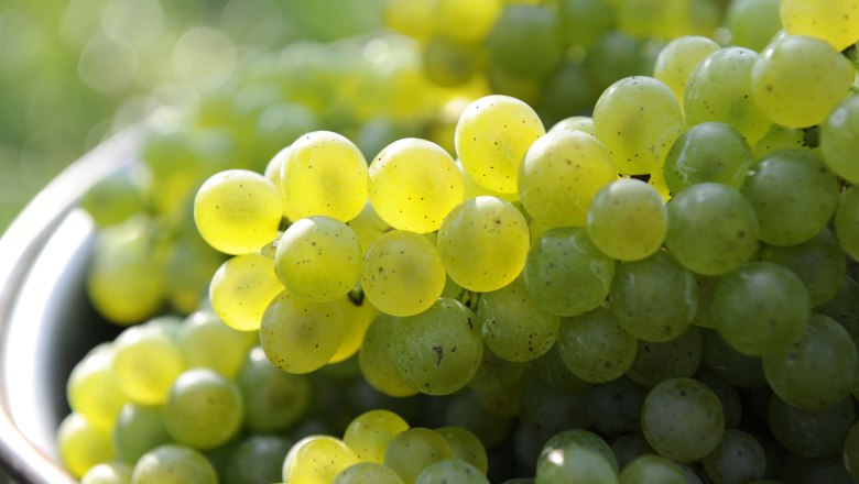 Gr&uuml;ne Weinrauben, &copy; Steve Haider