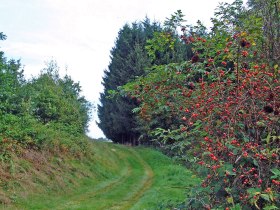 Wanderweg, © Stadtgemeinde Litschau