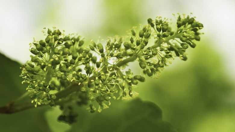 Weinrebe im Frühling, © Rita Newman