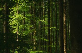 Ein sanfter Lichtstrahl durchbricht das dichte Bl&auml;tterdach und taucht den Wald in ein magisches Gr&uuml;n. Die hohen B&auml;ume stehen stolz und laden Wanderer ein, die Ruhe und Sch&ouml;nheit der Natur zu genie&szlig;en. Hier, wo die Luft frisch und klar ist, entfaltet sich die Seele des Waldes.