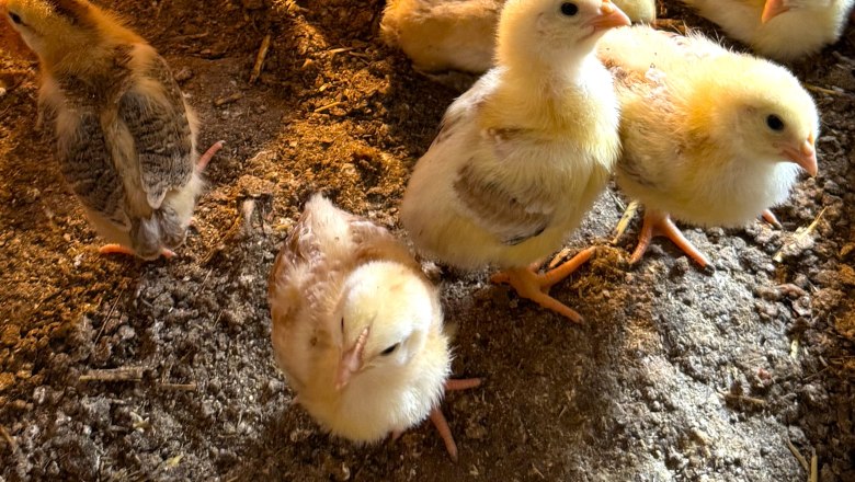 K&uuml;ken, &copy; H&ouml;barten