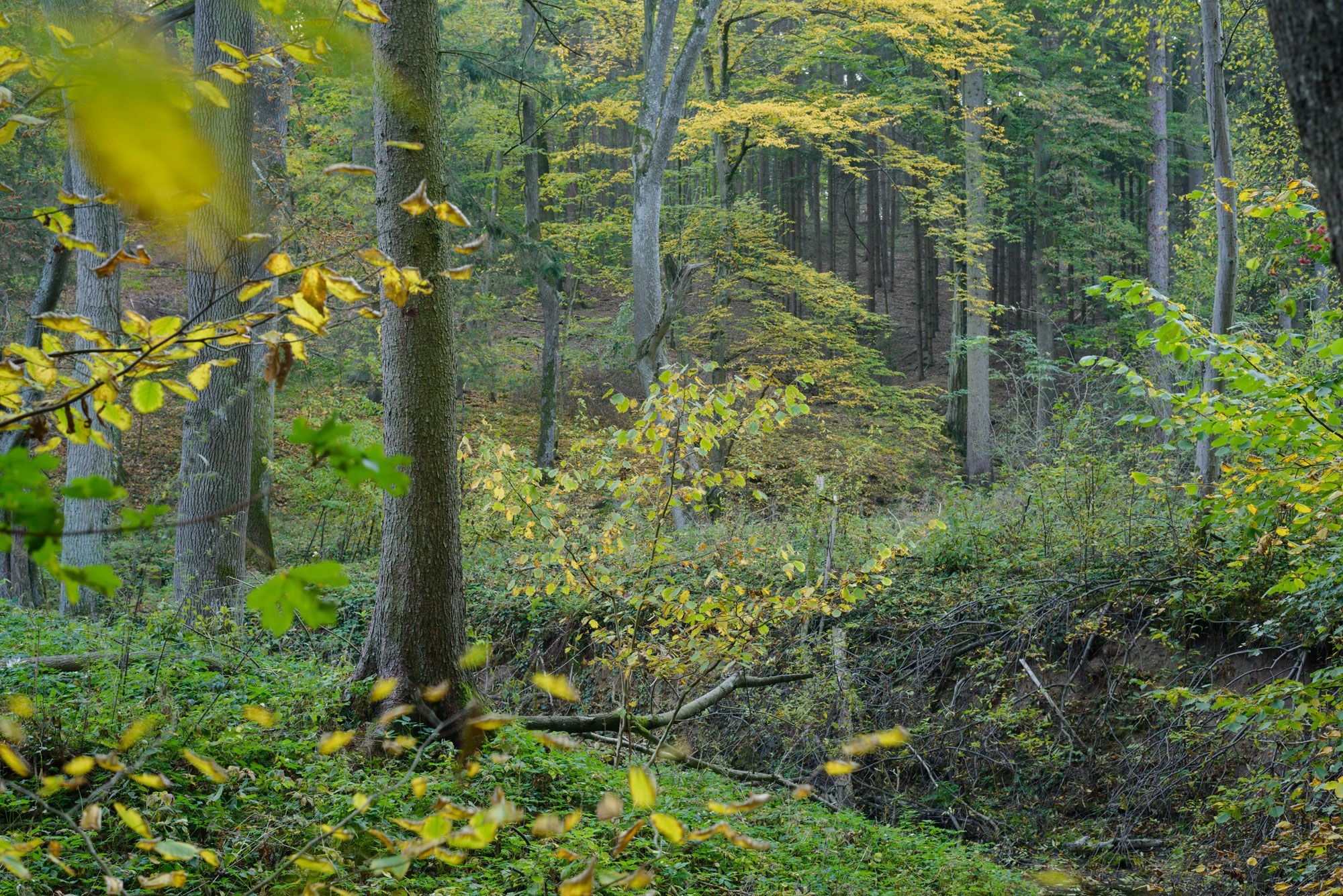 Ein dichter Wald mit grünen und gelben Blättern im Herbst.