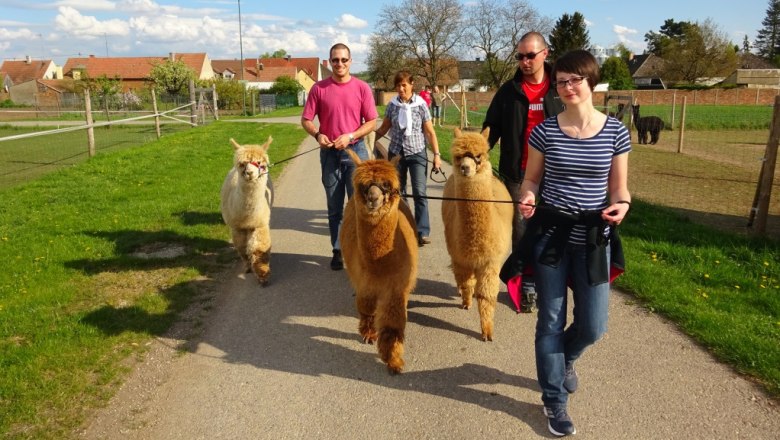 Spaziergang, &copy; Weinviertel Alpaka