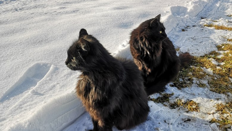 Wuschel und Pezi, &copy; Friedlhof