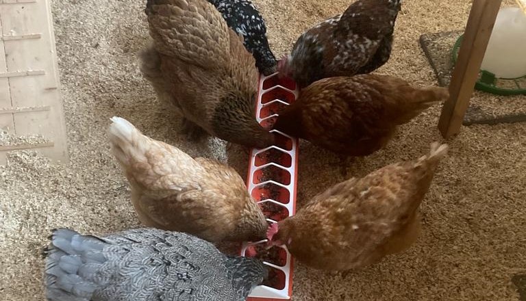 H&uuml;hner, &copy; Friedlhof