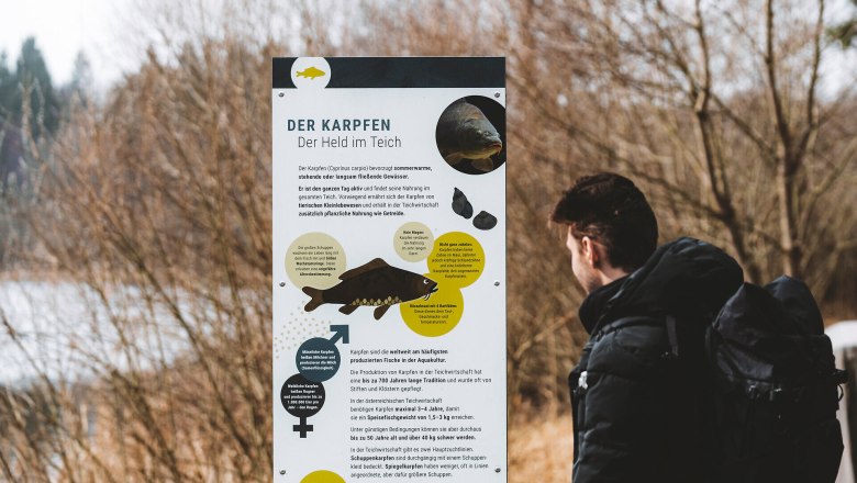 Ein Mann liest ein Informationsschild &uuml;ber Karpfen an einem Teichwanderweg.