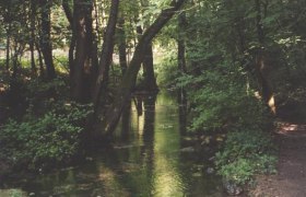 Ein kleiner Bach fließt durch einen dichten, grünen Wald.
