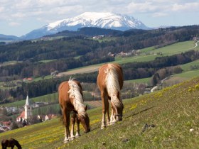 Lindenhof Krumbach, &copy; Wiener Alpen in Nieder&ouml;sterreich