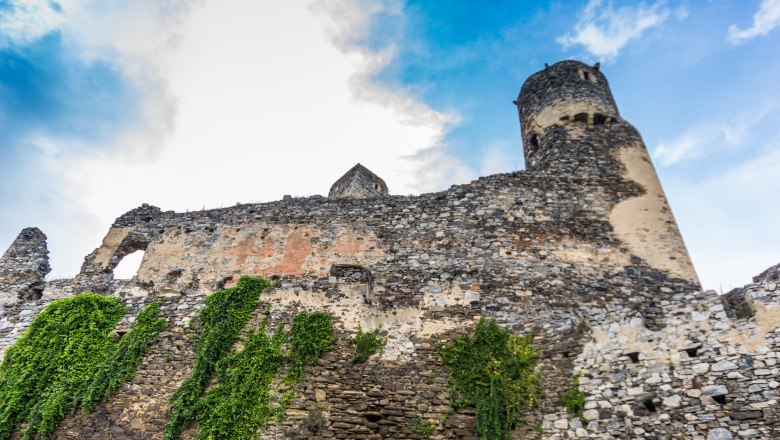 Ruine der Burg Senftenberg mit bewachsener Steinmauer und Turm.