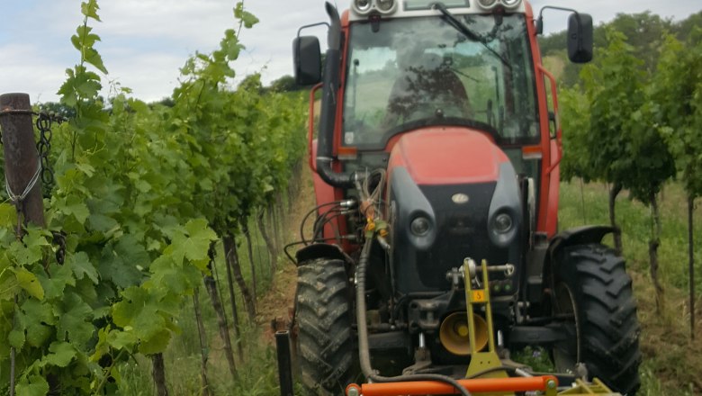 Ein Traktor fährt durch einen Weinberg und bearbeitet den Boden zwischen den Reben.