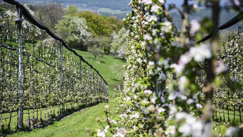 Bl&uuml;hender Bio-Obstgarten mit Bergen im Hintergrund.