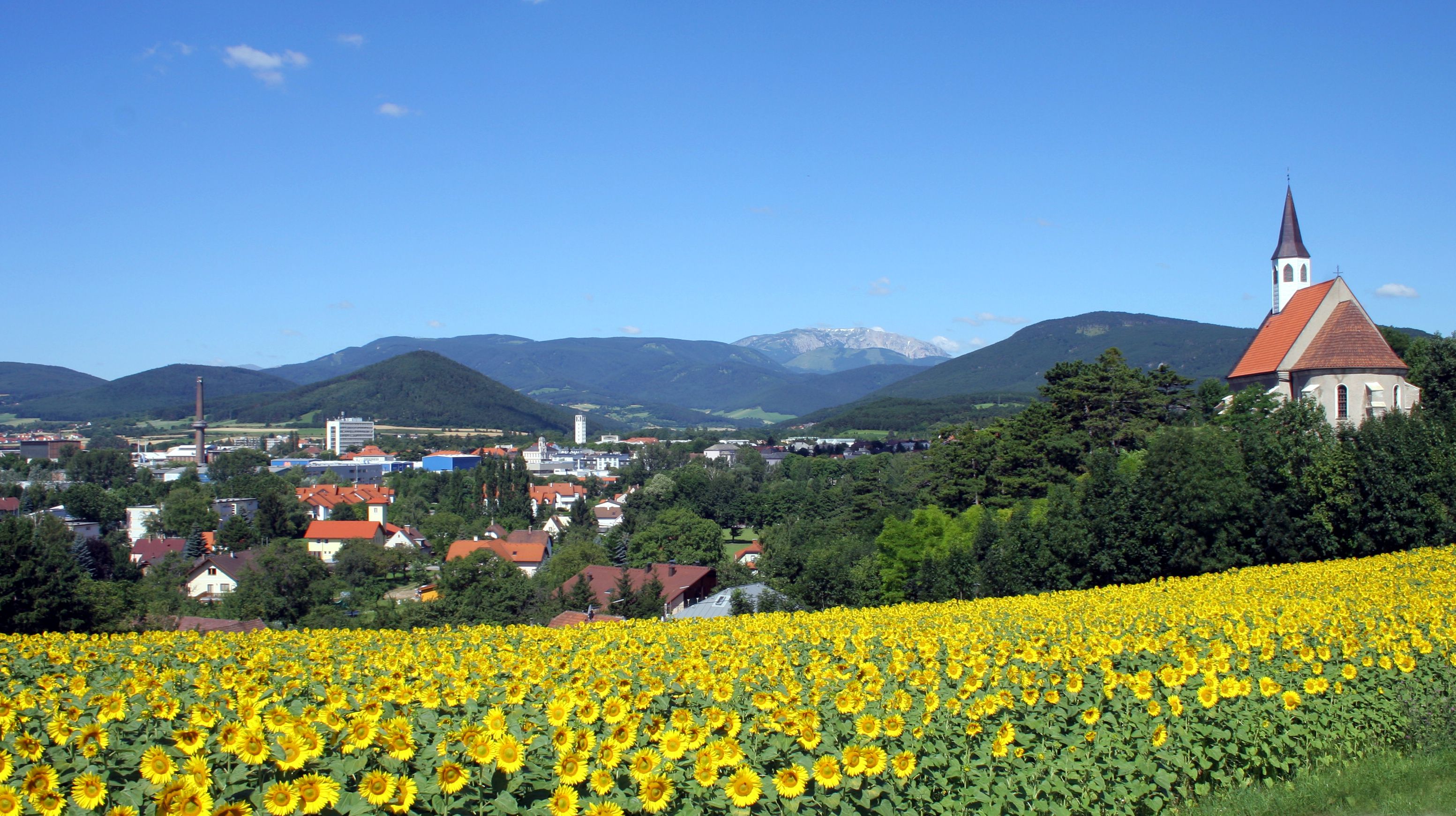 Blick auf Ternitz mit Sonnenblumenfeld im Vordergrund und Kirche rechts, umgeben von grünen Hügeln und blauem Himmel.