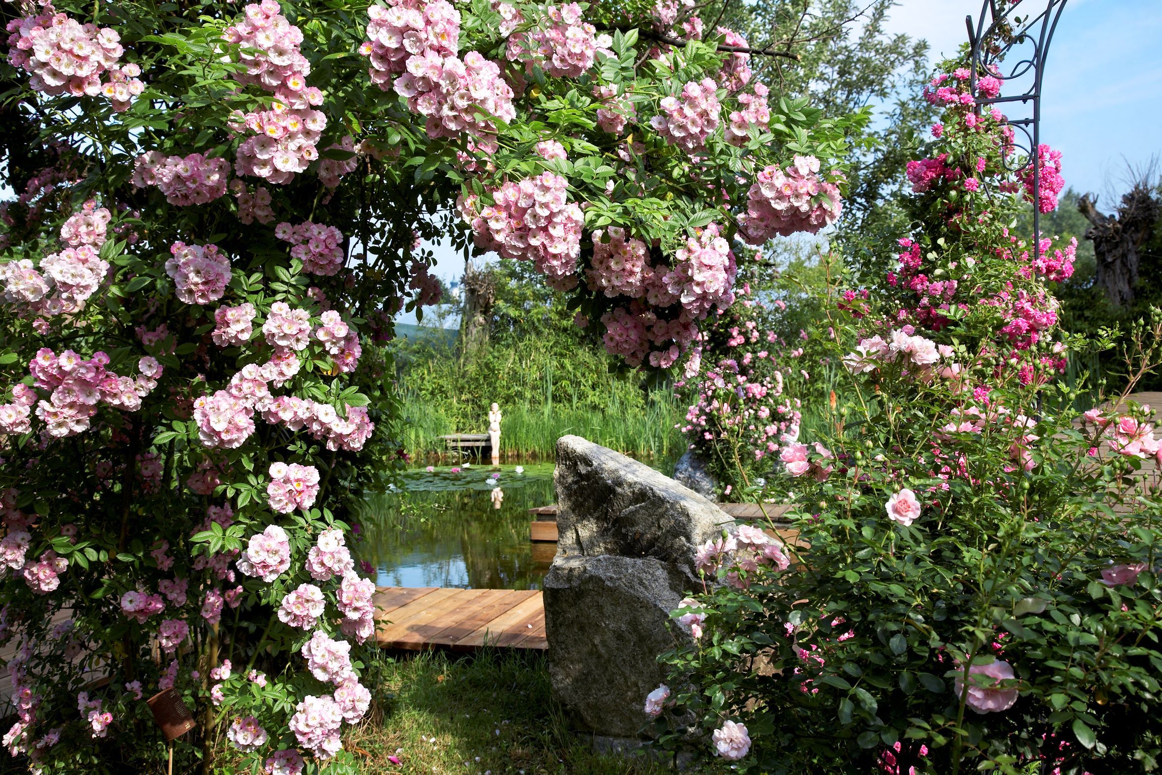 Ein idyllischer Garten mit rosa blühenden Rosenbüschen, einem Teich und einer Holzbank im Hintergrund.
