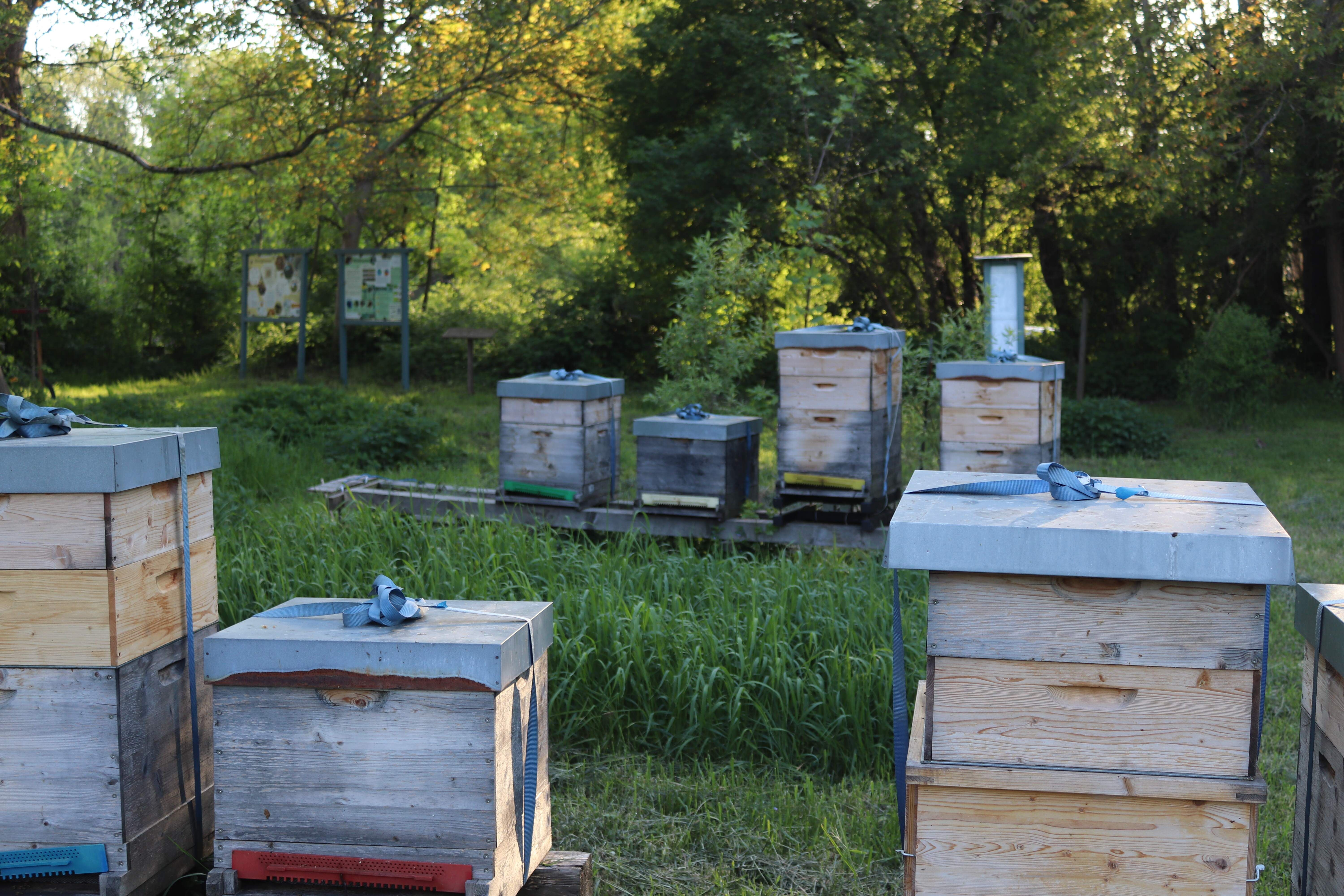 Bienenstöcke in einem grünen Garten mit Bäumen im Hintergrund.