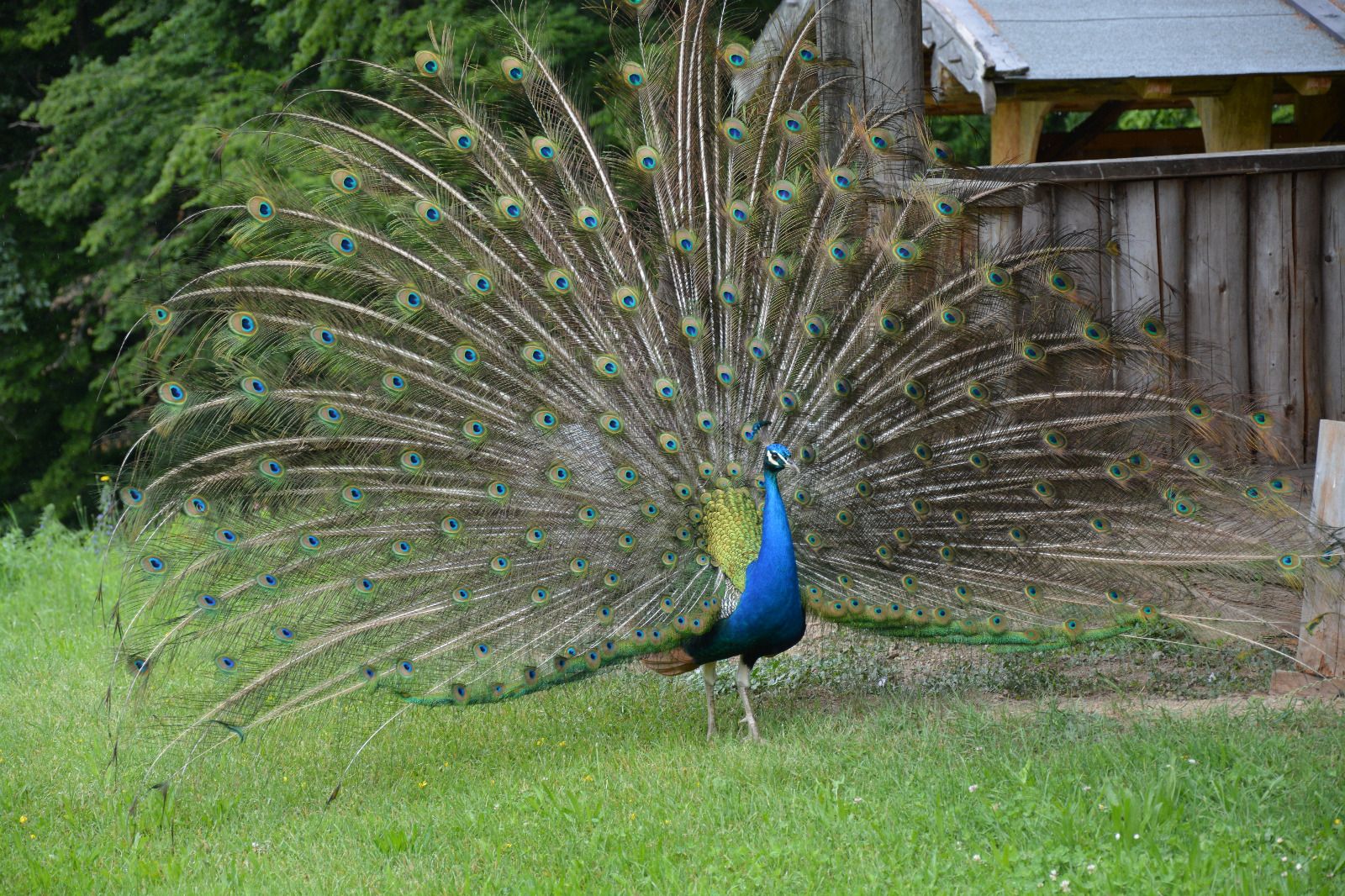 Ein Pfau mit ausgebreitetem Federkleid steht auf einer Wiese vor einem Holzzaun.